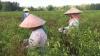 Petani Sampang Menjerit, Cabai Rawit Dihargai Rp7.000 per Kg