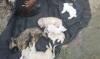5.000 Ekor Anjing, Kucing dan Kelinci Ditemukan Mati di Gudang Logistik China