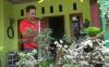 Tak Hanya Ikan Cupang, Permintaan Bonsai Serut Juga Meningkat di Tengah Pandemi Covid-19
