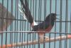 Pawang Burung Murai di Probolinggo Panen Rezeki saat Pandemi Covid