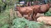 6 Sapi Curian dari Jombang Diamankan di Probolinggo, 1 dari 4 Maling Ditangkap