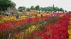 Warna-warni Taman Bunga Jadi Spot Foto Instagramable di Pulau Bangka - Bagian 2