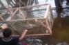 Video Buaya 2 Meter Terperangkap di Keramba Ikan Tapanuli Selatan Sumut