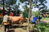 Genjot Populasi, Sapi Bunting di Sleman Dibantu Pakan Konsetrat 