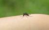Ngeri, Demam Berdarah Dengue Tewaskan 691 Orang di Bangladesh
