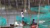 Permintaan Ikan Hias Meningkat di Tengah Pandemi Covid-19 - Bagian 5