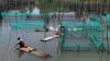 Permintaan Ikan Hias Meningkat di Tengah Pandemi Covid-19 - Bagian 6