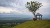 Kawasan Bukit Satu Pohon Sigi Ramai Dikunjungi Wisatawan