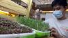 Pameran Budi Daya Tanaman Hidroponik Urban Garden - Bagian 2