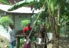 Pohon Pisang di Grobogan Bertandan 5 dan Bercabang 2, Pemilik Sempat Mimpi Basah
