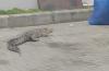 Video Viral Buaya Berkeliaran di Parkiran Mal Kota Palu