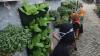 Warga Bambankerep Semarang Menikmati Panen Hasil Urban Farming - Bagian 2