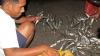 Ribuan Ikan Terdampar di Pesisir Pantai Lewoleba - Bagian 1