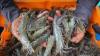 Panen Udang Vaname dari Tambak Lantamal V Surabaya - Bagian 1