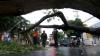Pohon Tumbang Tutup Jalan Utama Banyuwangi