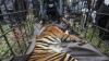 Harimau Sumatera Kena Perangkap setelah Masuk Permukiman Warga Solok