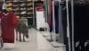 Viral Babi Liar Masuk Mal di Malaysia