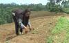 Musim Tanam, Petani Sayur di Pagaralam Menjerit Akibat Pandemi 