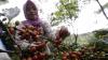 Panen Kopi Arabika Gayo di Aceh Tengah