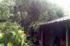 Pohon Tumbang Timpa Rumah Warga di Gunungkidul