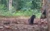 Video BKSDA Tangkap Macan Kumbang Berkeliaran di Taman Hutan Raya Carita Pandeglang