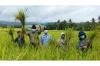 Petani Kulonprogo Panen Padi Premium Menor