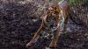 Harimau Sumatera Korban Jerat Dilepas Liar ke Hutan Alam Semenanjung Kampar