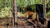 Harimau Sumatera Korban Jerat Dilepas Liar ke Hutan Alam Semenanjung Kampar - Bagian 2