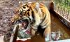 9 Bulan Jadi Korban Jerat, Harimau Corina Dilepasliarkan ke Hutan Riau