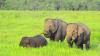 Melihat Kehidupan Gajah Jinak di Taman Nasional Way Kambas - Bagian 1