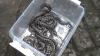 Ngeri! Belasan Ekor Anak Ular Sanca Molurus Muncul di 2 Rumah Warga di Kota Makassar