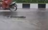 Video Amatir Tukang Becak di Jember Evakuasi Ular 3 Meter di Tengah Jalan Raya Jember