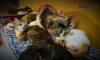 Indonesian Cat Association Kecam Keras Rumah Jagal Kucing di Medan