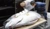 Seekor Ikan Tuna Terjual Rp2,8 Miliar dalam Lelang di Jepang