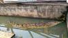 3 Buaya Masih Berkeliaran di Sungai Sangga Lima Langkat, Warga Diminta Waspada