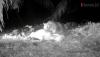 Video Harimau Sumatera Terkam 5 Sapi Milik Warga di Langkat Sumut