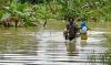 Permukiman di Perbatasan Malaysia Terendam Banjir, Puluhan Warga Mengungsi