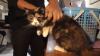 Curi Kucing Ras dan Kandang, 5 Maling di Bukittinggi Ditangkap Polisi