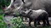 Azsyifa, Anak Badak Putih Tambah Koleksi Taman Safari Indonesia - Bagian 2