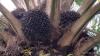 Kabar Baik, Harga Tandan Buah Sawit Tembus Rp1.700 per Kilogram