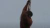 Video Orang Utan Rusak Kebun Nanas Warga di Palangkaraya