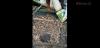 Video Cuaca Ekstrem, Ribuan Ton Ikan Mati di Waduk Saguling