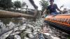 Penampakan Ribuan Ikan Mati Mendadak di Setu Citongtut Gunung Putri - Bagian 1