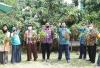 UGM Kembangkan Kelengkeng Super Sleman, Dagingnya Tebal dan Bijinya Kecil 