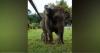 Video Kelahiran Bayi Gajah Betina di Tangkahan Langkat, Begini Penampakannya 