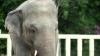 Gajah Paling Kesepian Ini Hidup Sendirian 20 Tahun, Muncul Petisi Minta Dipindahkan