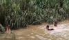 Video Pria Tewas Terseret Banjir di Gunungkidul usai Cari Belalang