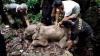 Bayi Gajah Dievakuasi setelah Berhari-Hari Terjebak dalam Kubangan Lumpur di Pidie Aceh