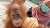  Kasus Perdagangan Orang Utan Sumatera Dibongkar Polisi, 4 Orang Diamankan