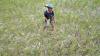 Petani Gunung Sarik Padang Gagal Panen akibat Serangan Hama dan Kekeringan